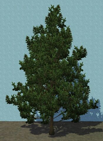 File:WhiteFir.jpg