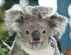 Koala Baby.jpg