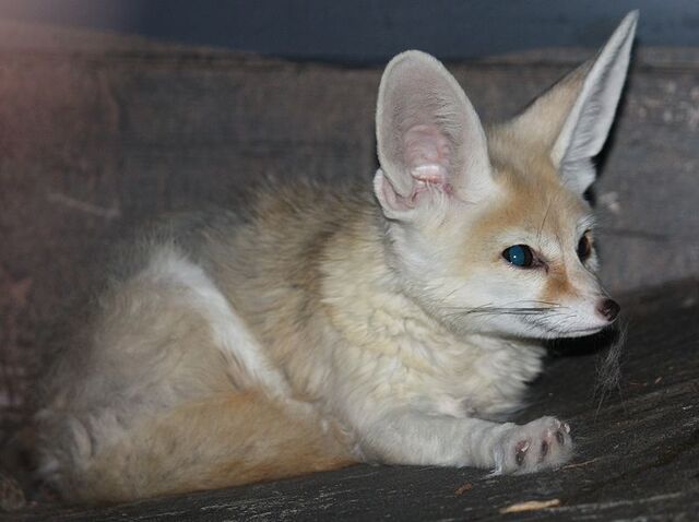 File:800px-FennecFox2 CincinnatiZoo.jpg