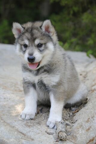 File:Tamaskan Puppy.jpg