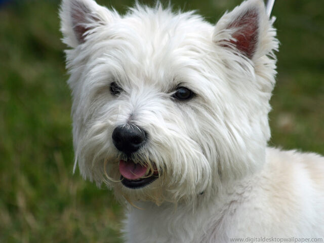 File:Sweetie real species.jpg