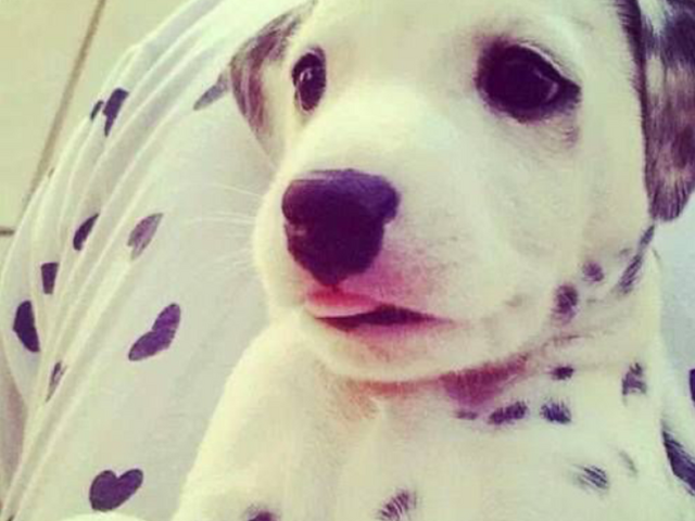 File:Cute.png