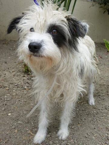 File:Terriermix-small.jpg