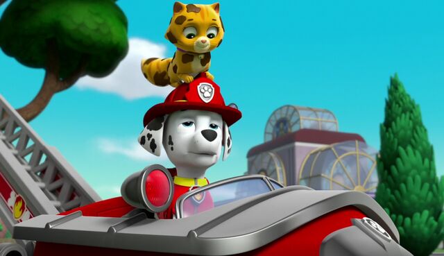 File:The Cat Show 29.jpg