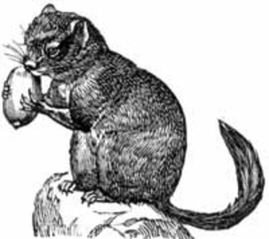 File:Dormouse.jpeg