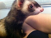 Pixel