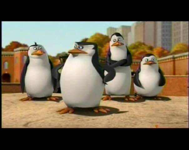 File:Whats-private-staring-at-penguins-of-madagascar-20586606-1272-1010.jpg