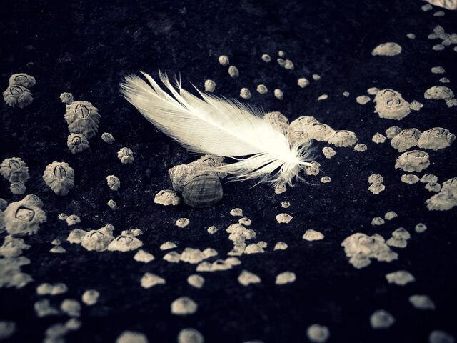 File:Feather.jpg