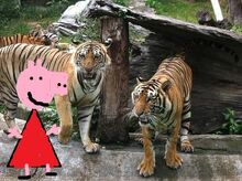 Peppa zoo