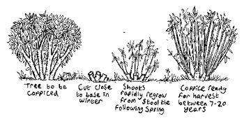Coppice1
