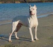 Dogo argentino.jpg