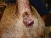Analgland.jpg