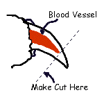 Nail.gif