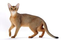 Abyssinian kitty