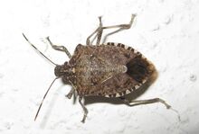 Stinkbug