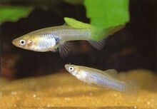 MF M fish