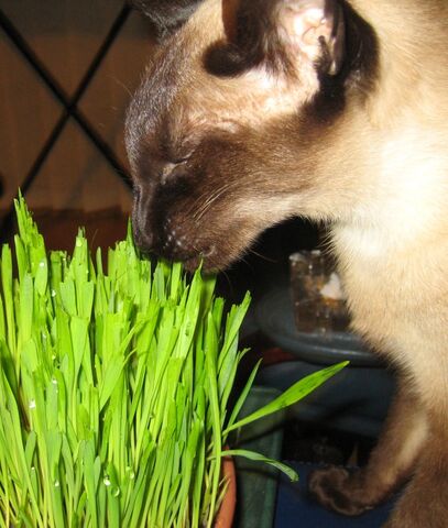 File:Catgrass.jpg