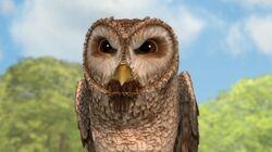 Old-Brown-Owl-Character