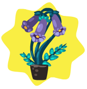 Homegrown jacaranda