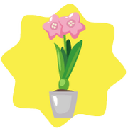 Pink daffodil