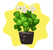 Homegrown shamrock flowers