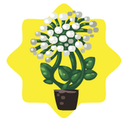 Homegrown sarsaparilla