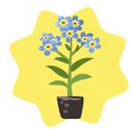 Homegrown Forget-me-not