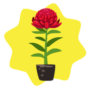 Homegrown waratah