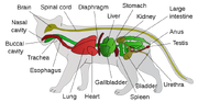 775px-Scheme cat anatomy-en.svg