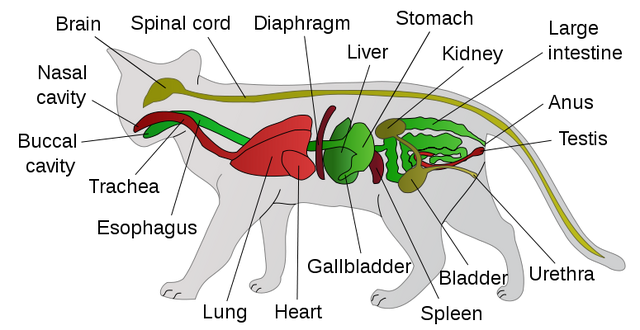 File:775px-Scheme cat anatomy-en.svg.png