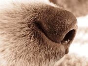 512px-Dog nose