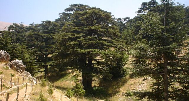 File:1024px-Lebanon cedar forest.jpg