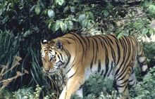 Tigernearkotakambular