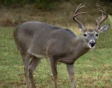 Deerneartansato