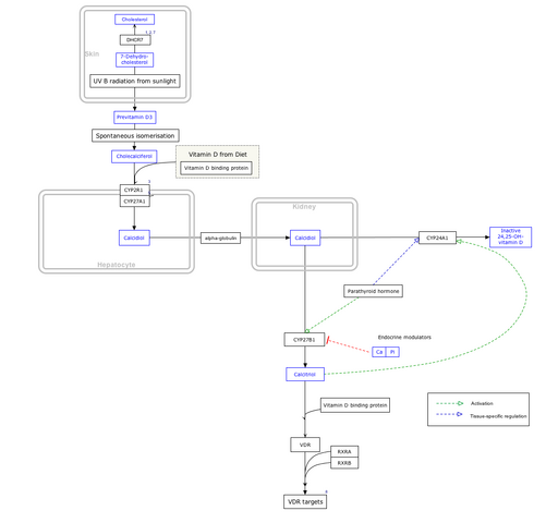 檔案:VitaminDSynthesis WP1531.png