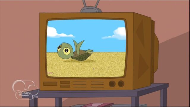 File:Baby turtle on back.jpg