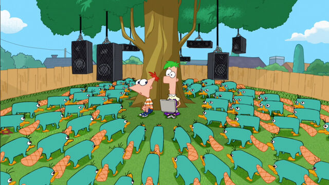 File:There are a lot of platypus's in Danville.jpg