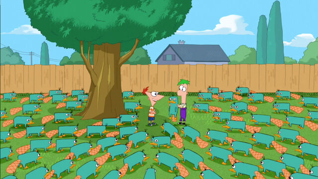 File:That is a lot of platypuses.jpg