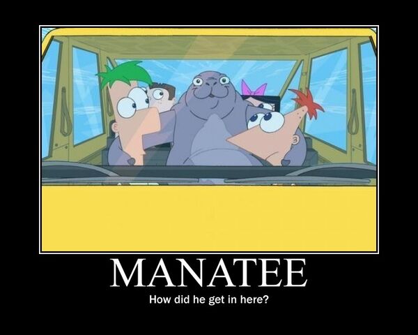 File:Manatee.jpg