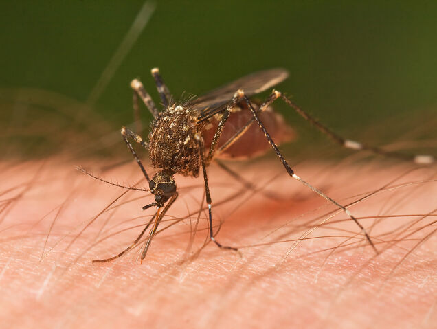 File:Mosquitoes.jpg