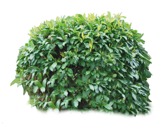 File:Bushes.png