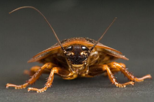 File:Cockroach.jpg