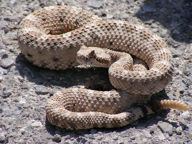 File:Snake.jpg