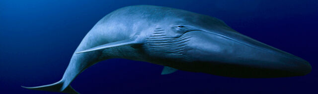 File:Blue Whale.jpg