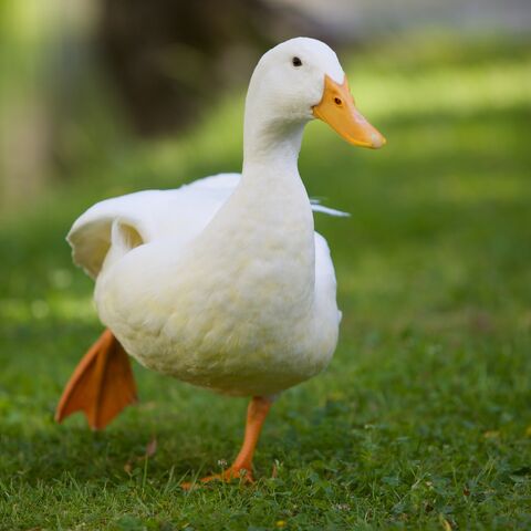 File:Duck2.jpg
