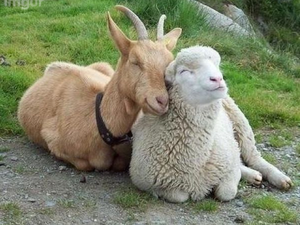 Goat and Sheep