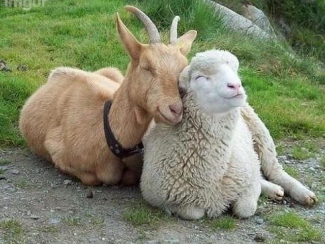 File:Goat and Sheep.png
