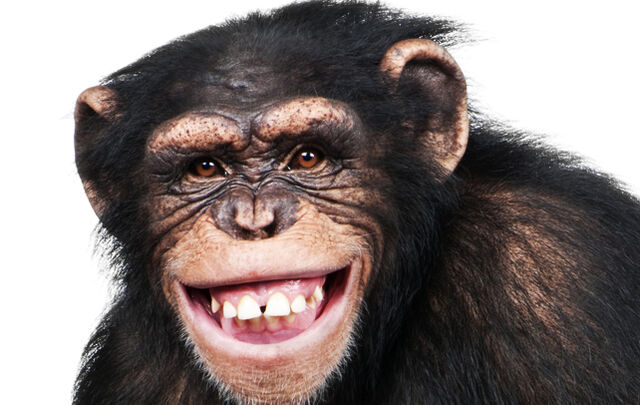 File:Ape2.jpg