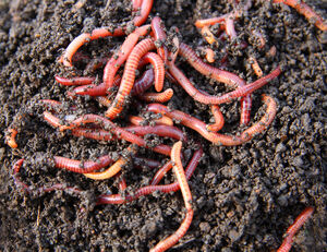 Worm