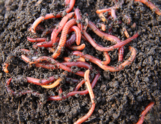 File:Worm.jpg